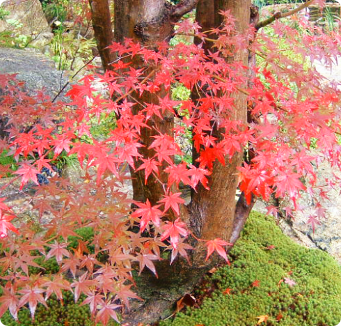 autumn
