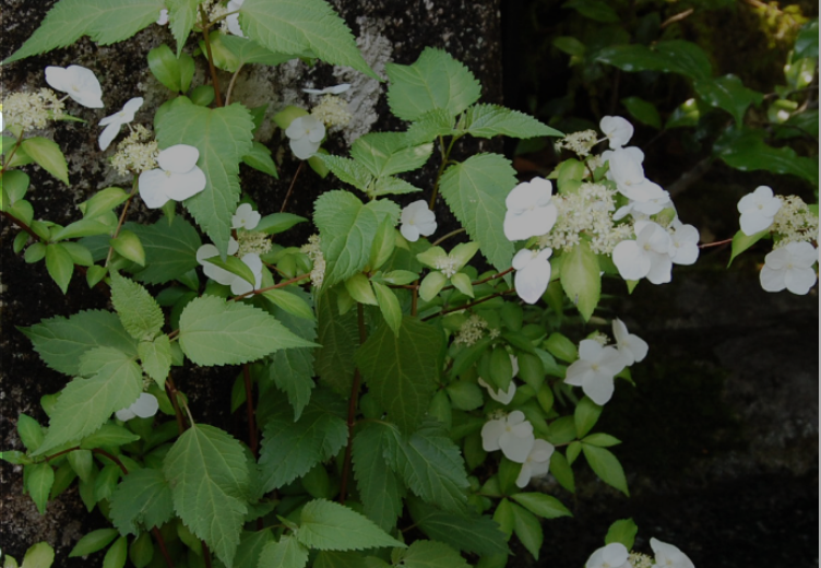 garden_mv