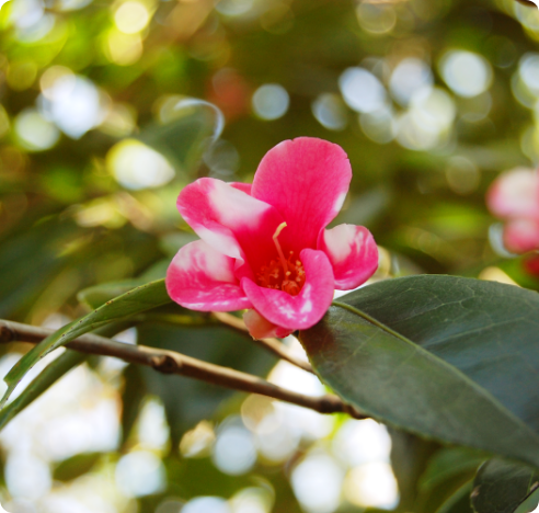 spring
