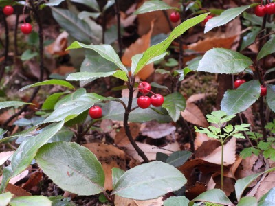 ヤブコウジ：十両