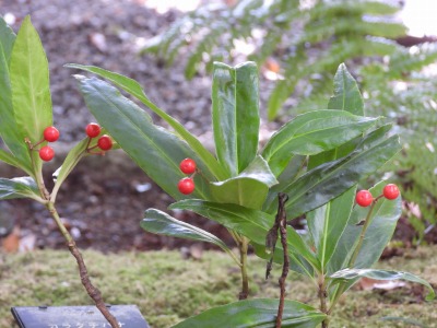 カラタチバナ：百両