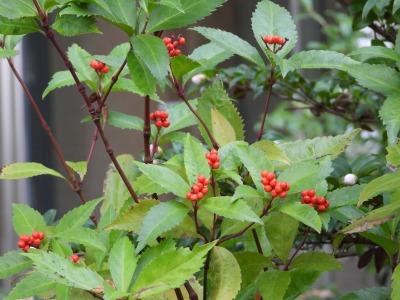 センリョウ：千両