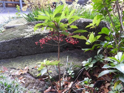 マンリョウ：万両