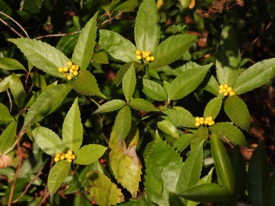 キミノセンリョウ（センリョウ科）