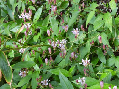 タイワンホトトギス（ユリ科）