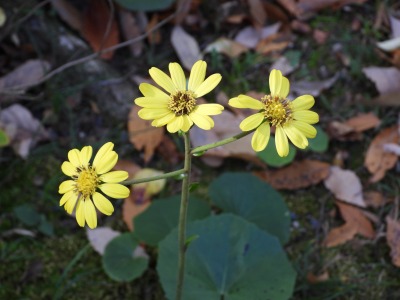 ツワブキ（キク科）