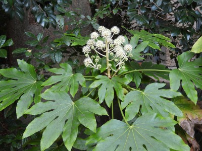 ヤツデ（ウコギ科）