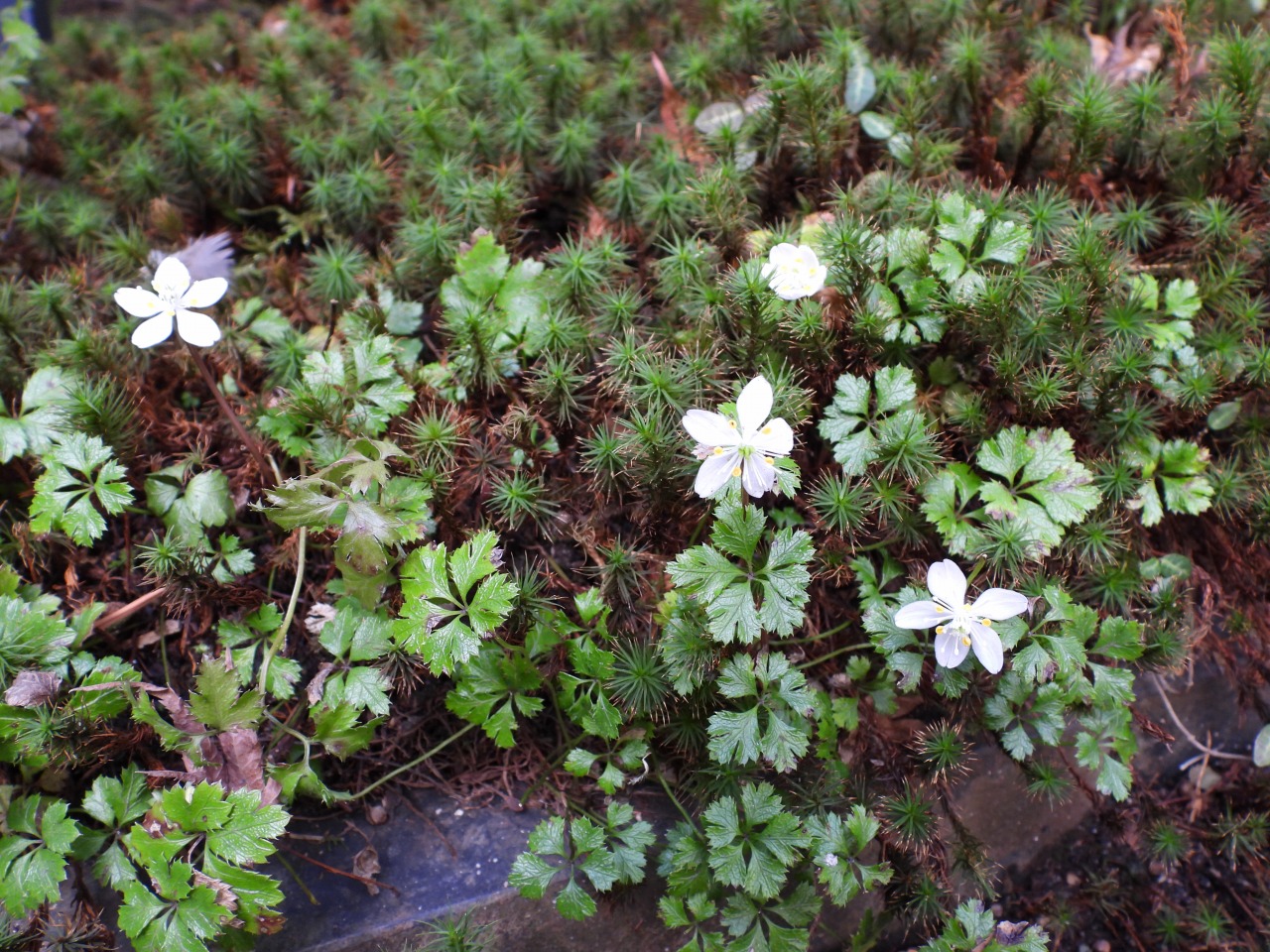 バイカオウレン（キンポウゲ科）