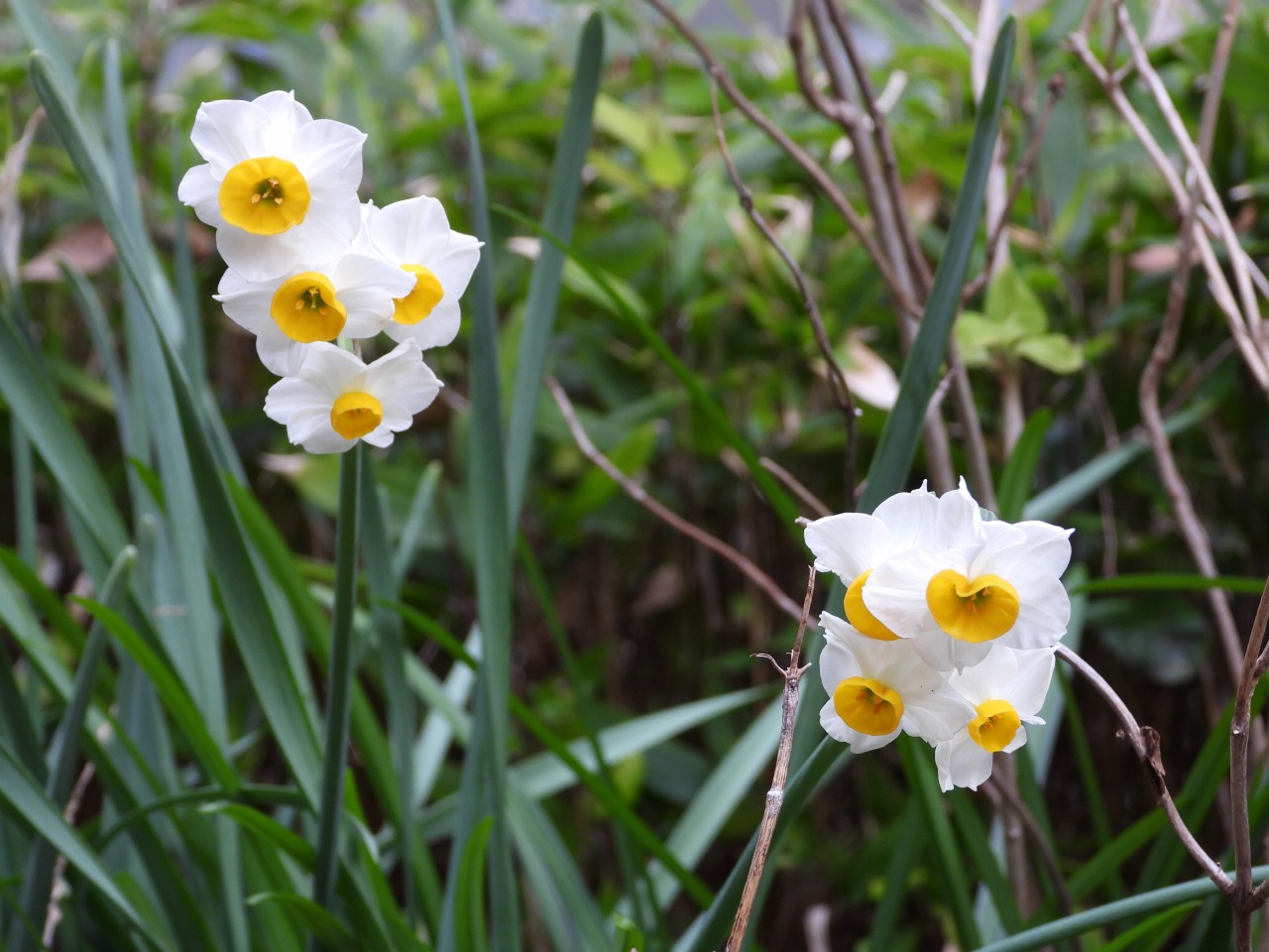 スイセン（ヒガンバナ科）