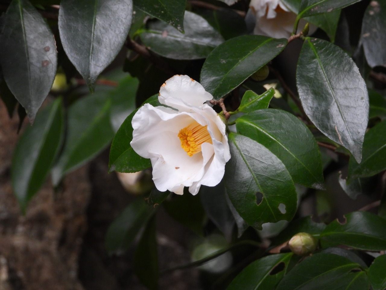 椿・初嵐 (ツバキ科)