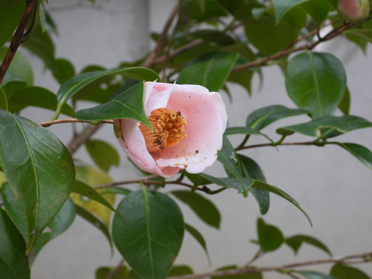 椿・太郎庵（ツバキ科）